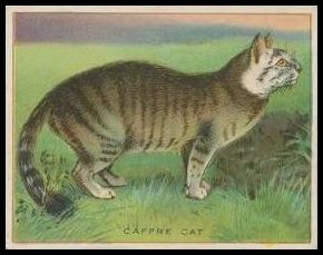 15 Caffre Cat